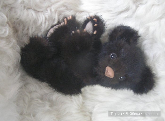 Молочный медвежонок Пимка, мишка тедди (фото 7)