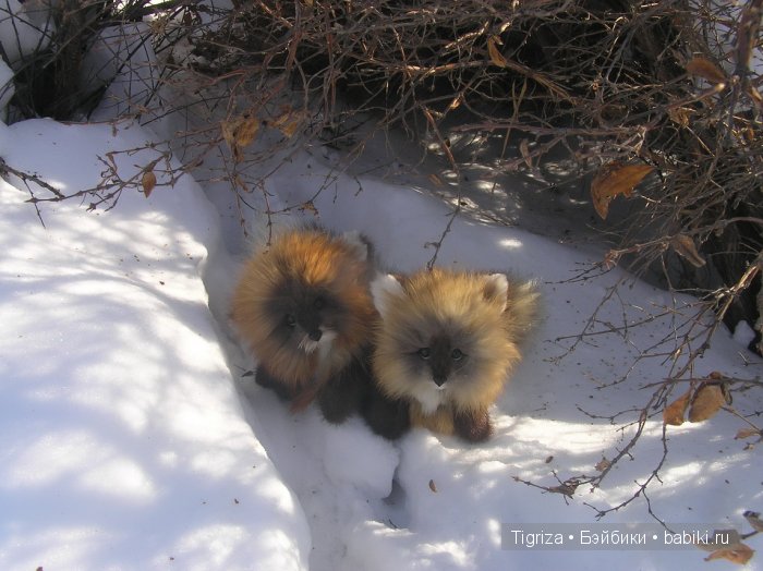 Лисичка, лисичка, кому ты сестричка? Авторская игрушка ручной работы (фото 2)