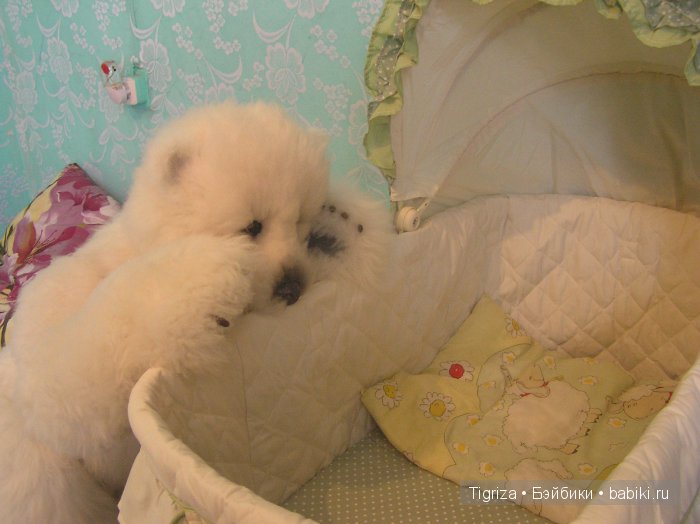 Как Самсон детскую комнату принимал. Мишка тедди (фото 4)