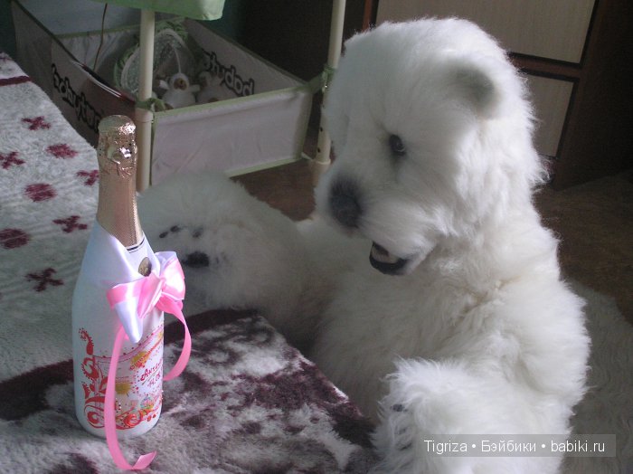 Как Самсон детскую комнату принимал. Мишка тедди