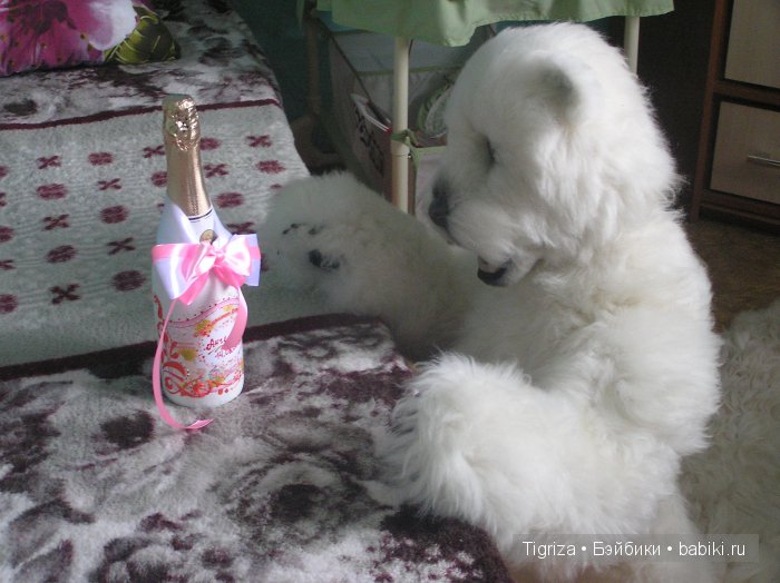 Как Самсон детскую комнату принимал. Мишка тедди