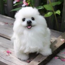 Шпиц-тедди, игрушка ручной работы