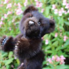 Потапка на прогулке