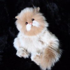 Котенок тедди Лео