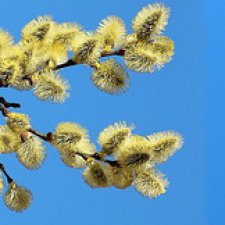 Дорогие мои, бэйбиковцы! С праздником!