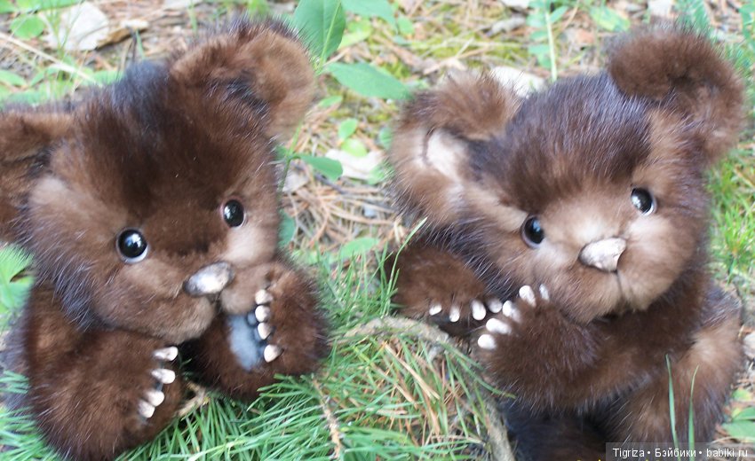 Мишки-братишки - Шаня и Фаня