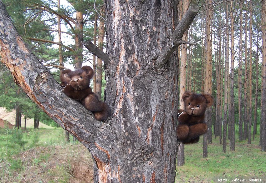 Мишки-братишки - Шаня и Фаня