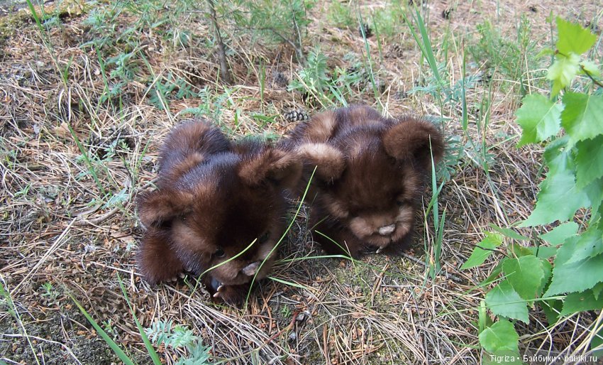 Мишки-братишки - Шаня и Фаня (фото 5)