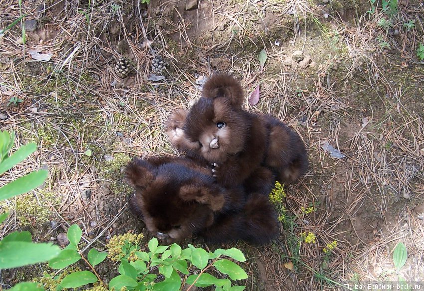 Мишки-братишки - Шаня и Фаня (фото 3)