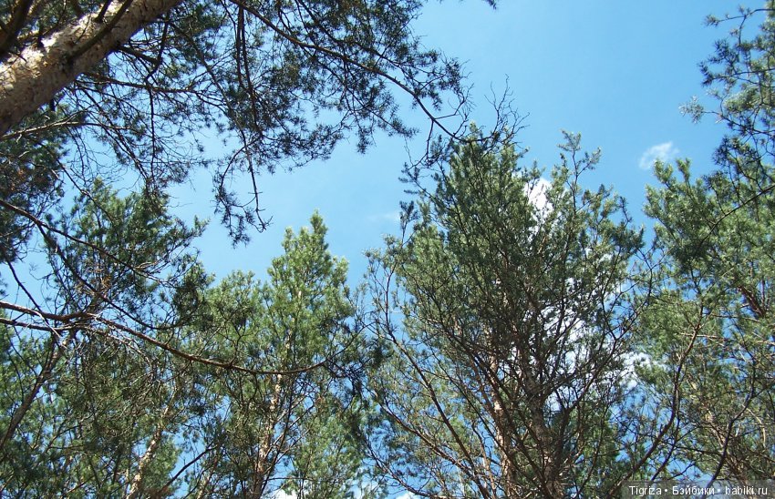 Мишки-братишки - Шаня и Фаня