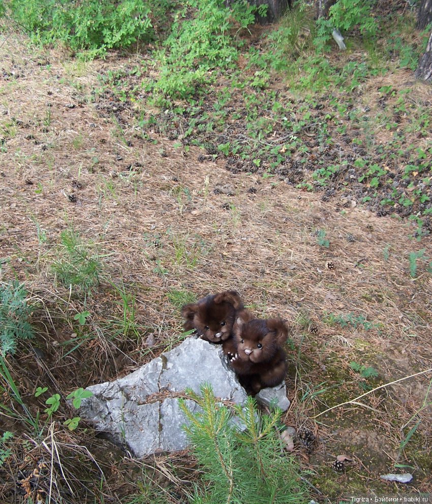 Мишки-братишки - Шаня и Фаня (фото 7)