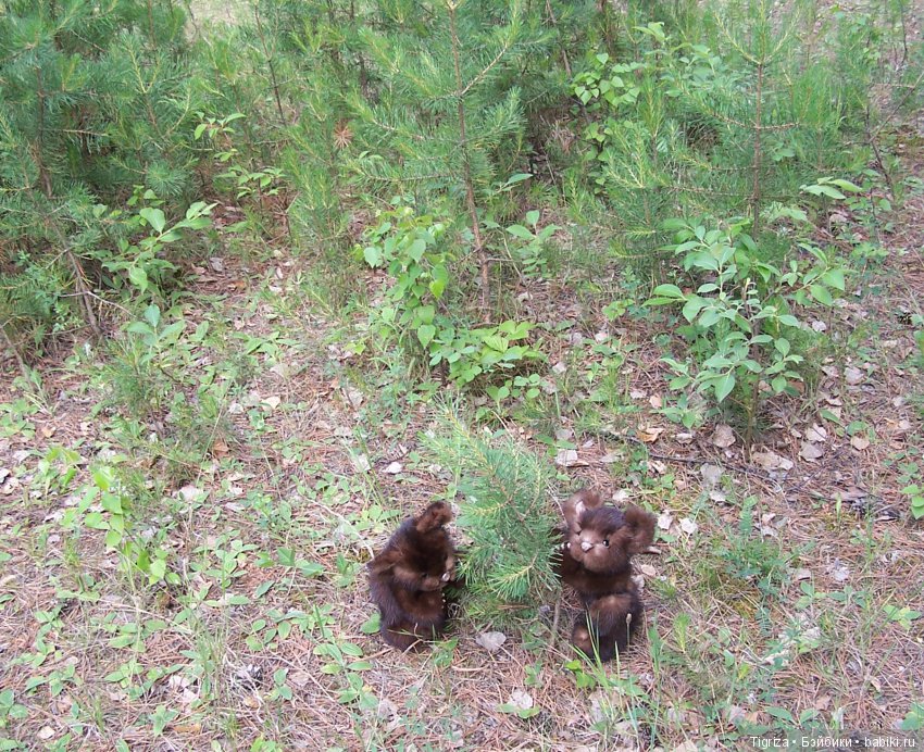 Мишки-братишки - Шаня и Фаня