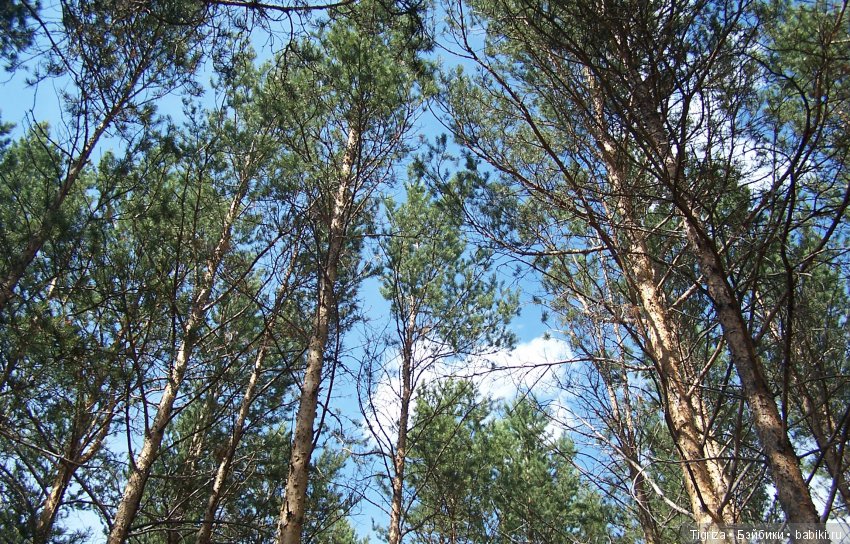 Мишки-братишки - Шаня и Фаня