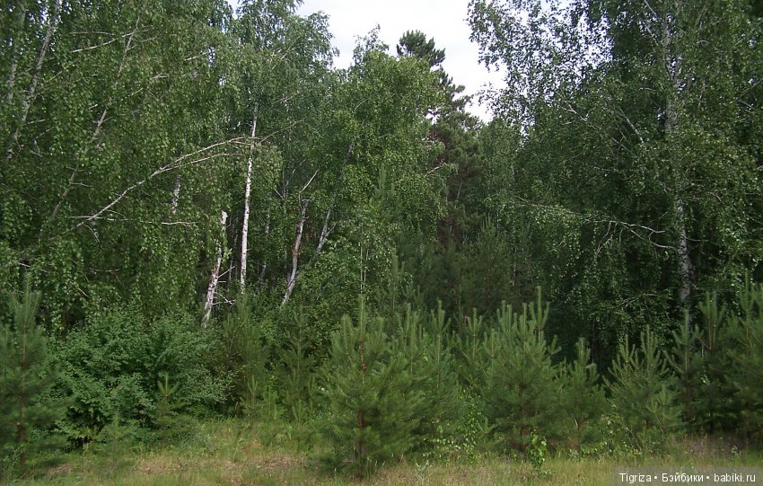 Мишки-братишки - Шаня и Фаня