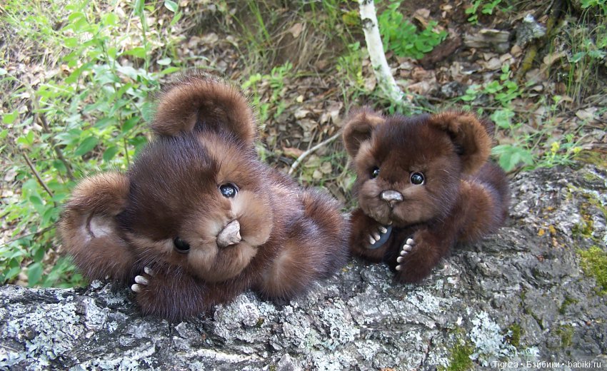 Мишки-братишки - Шаня и Фаня