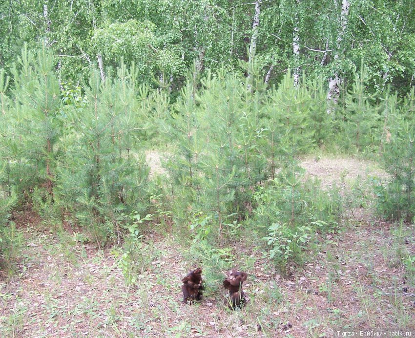 Мишки-братишки - Шаня и Фаня