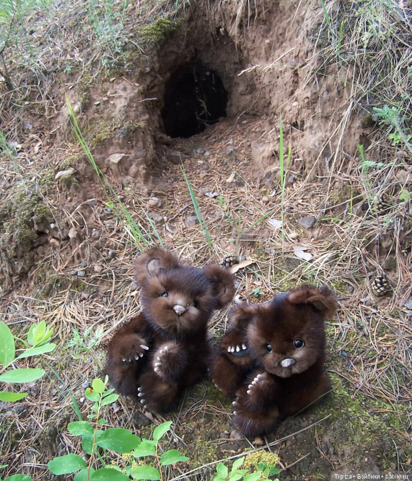 Мишки-братишки - Шаня и Фаня