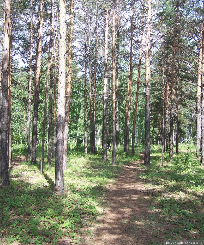 Мишки-братишки - Шаня и Фаня