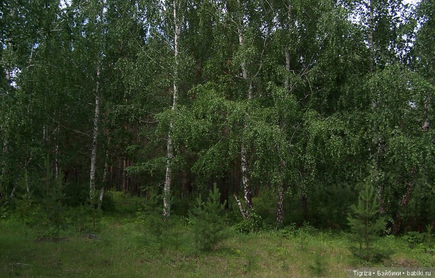 Мишки-братишки - Шаня и Фаня