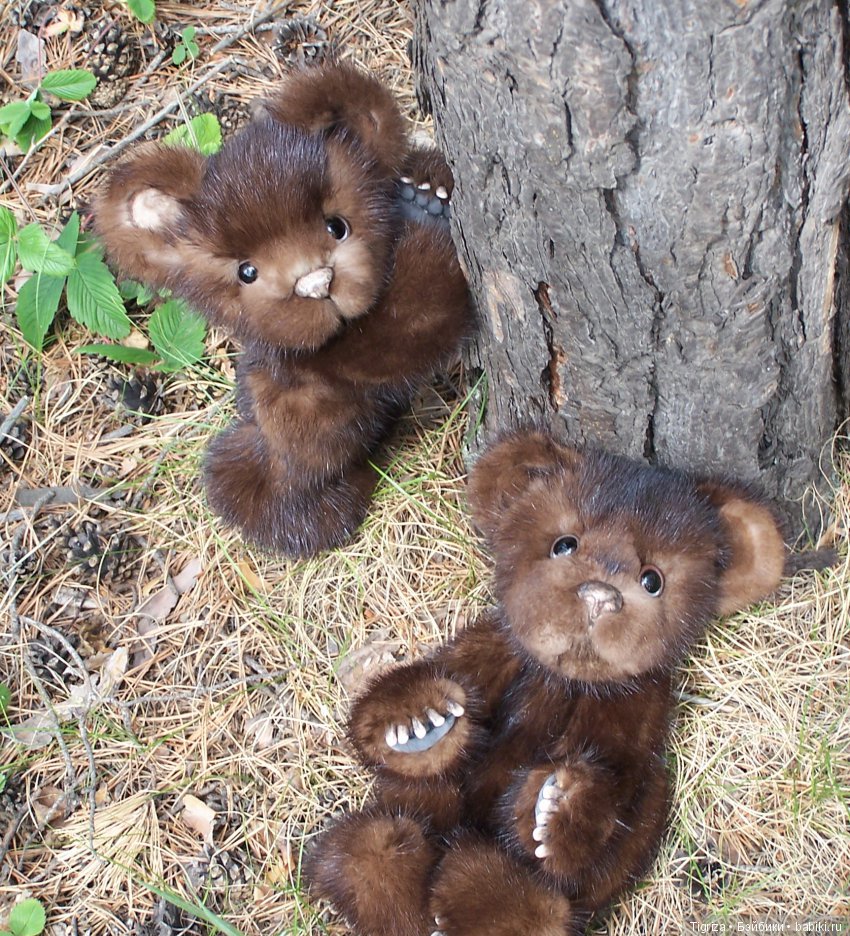 Мишки-братишки - Шаня и Фаня