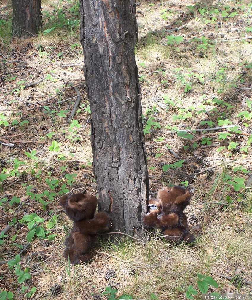 Мишки-братишки - Шаня и Фаня