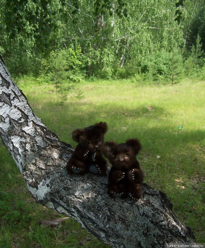 Мишки-братишки - Шаня и Фаня