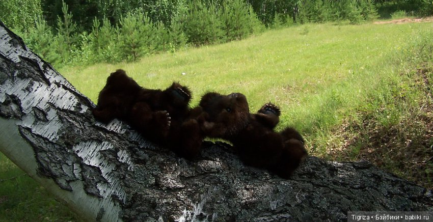 Мишки-братишки - Шаня и Фаня