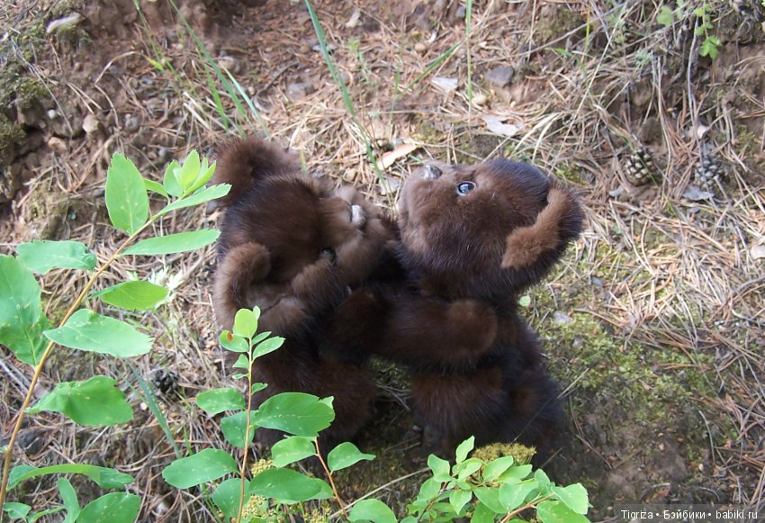 Мишки-братишки - Шаня и Фаня (фото 2)