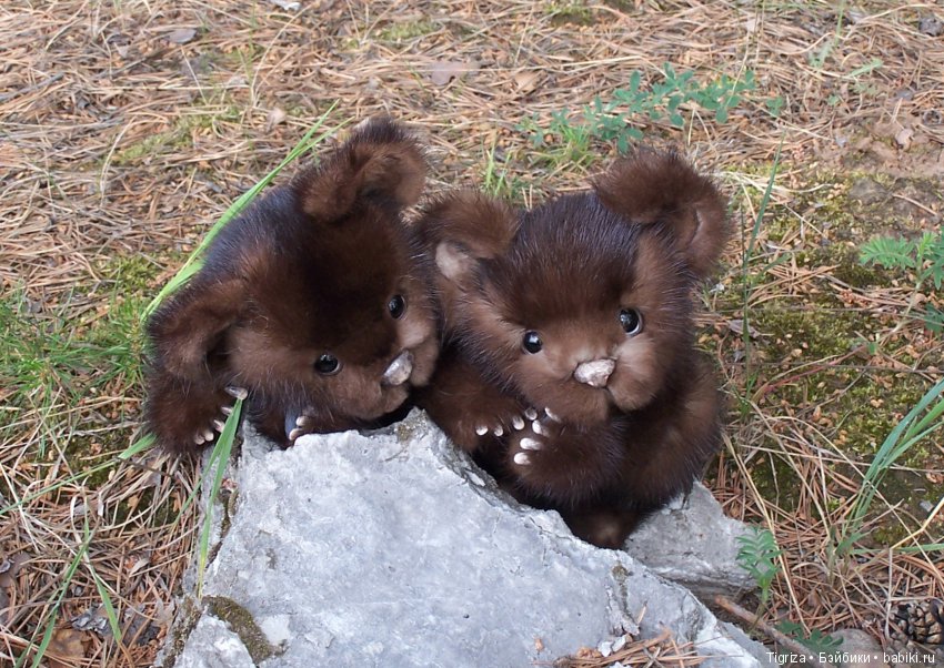 Мишки-братишки - Шаня и Фаня (фото 9)