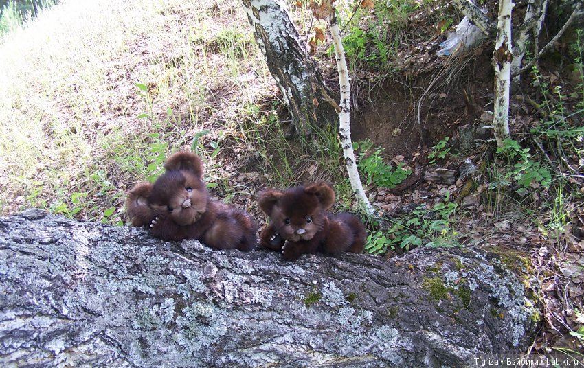 Мишки-братишки - Шаня и Фаня