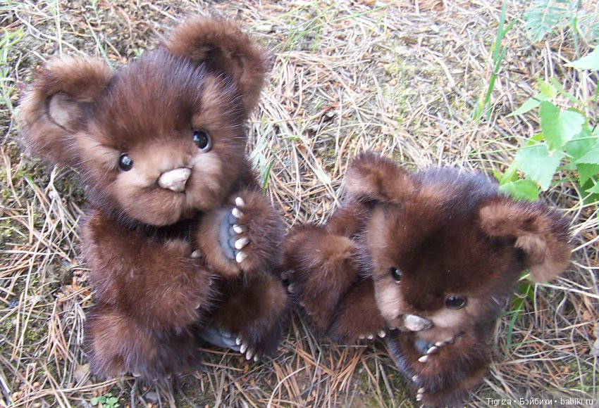 Мишки-братишки - Шаня и Фаня