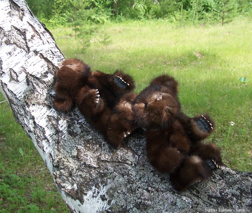 Мишки-братишки - Шаня и Фаня