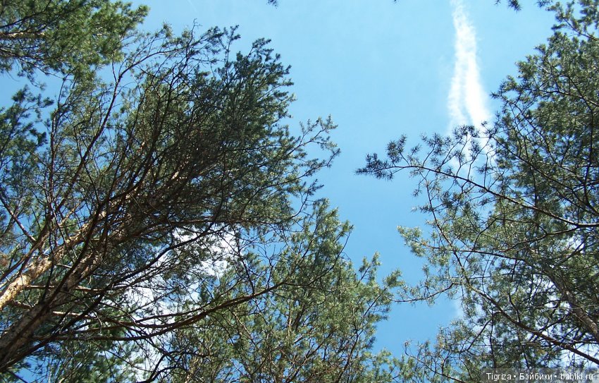 Мишки-братишки - Шаня и Фаня