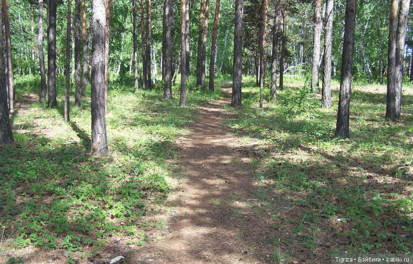 Мишки-братишки - Шаня и Фаня (фото 10)