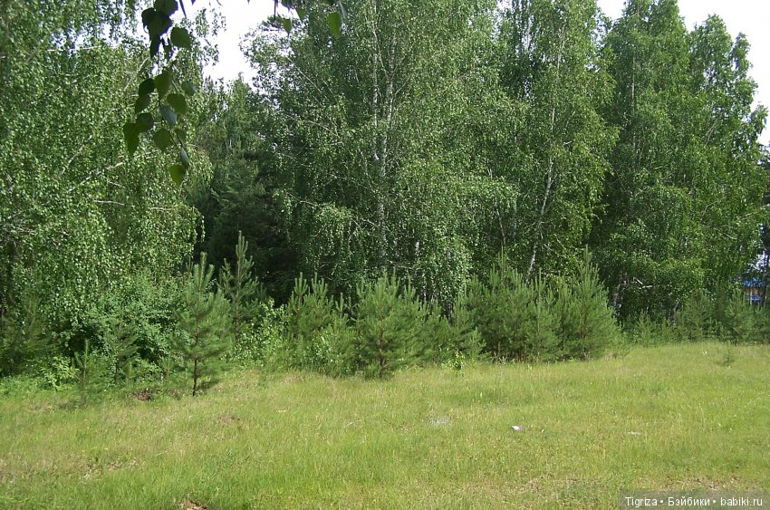 Мишки-братишки - Шаня и Фаня