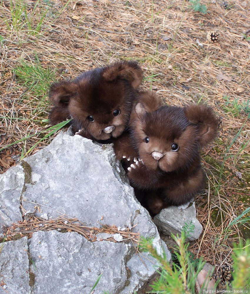 Мишки-братишки - Шаня и Фаня (фото 8)