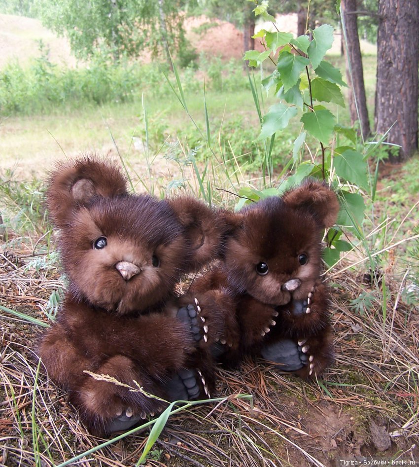 Мишки-братишки - Шаня и Фаня