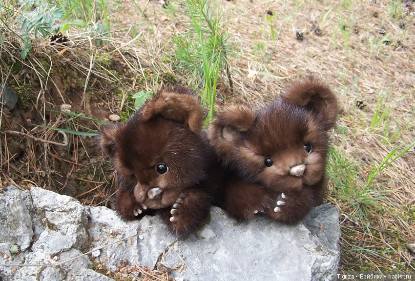 Мишки-братишки - Шаня и Фаня (фото 6)