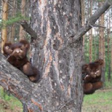 Мишки-братишки - Шаня и Фаня