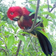 Птица дивная, заморская