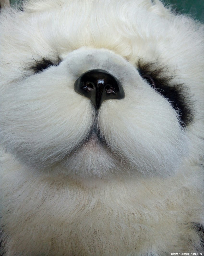 Мои панды — Авторские мишки Тедди и друзья: фото (фото 10)