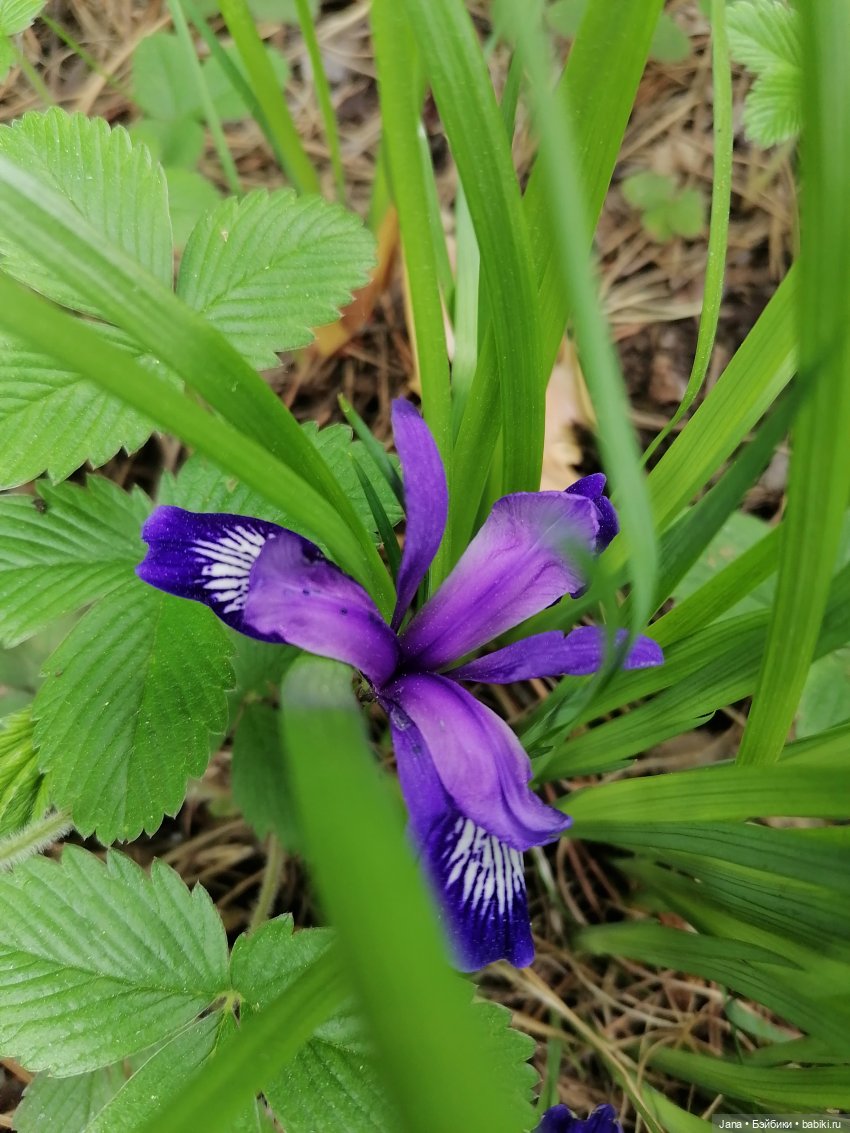 Африканки в Сибири — Винтажные куклы ГДР (Немки): Бигги