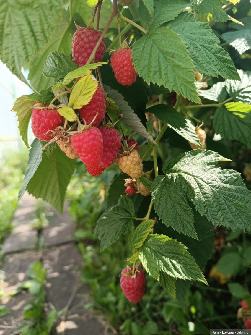 Лето - время для прогулок