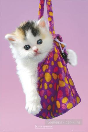КОТ В МЕШКЕ :) КОТ В МЕШКЕ :)