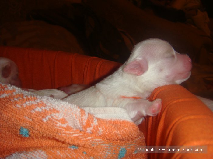 Балерина Хлоя или наше участие в конкурсе "Кукла и питомец"