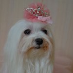 Балерина Хлоя  или наше участие в конкурсе "Кукла и питомец"