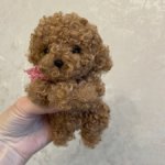 Щенок пуделя