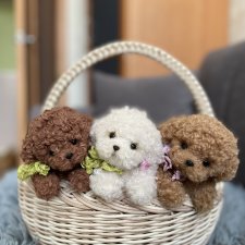 Щенки пуделя и болонки