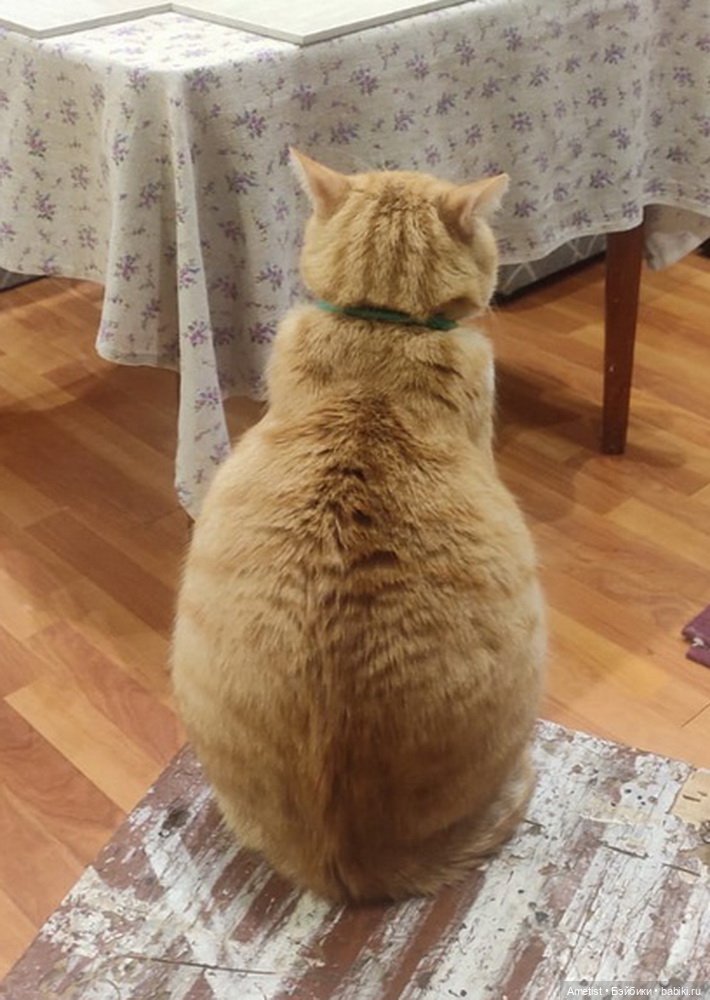 Рыжий котя | Бэйбики Рыжий котя — Авторские мишки Тедди и друзья: фото (фото 2)