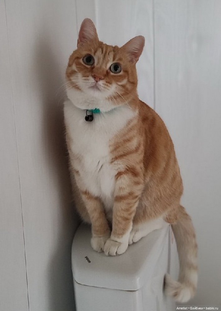 Рыжий котя | Бэйбики Рыжий котя — Авторские мишки Тедди и друзья: фото